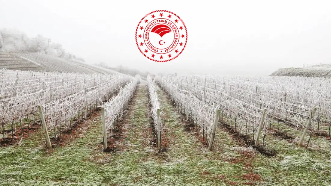 2025 Zirai Don Desteği Duyuruldu Kapsam Dışında Kalmamak İçin Hemen Kontrol Edin!