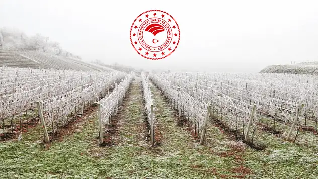 2025 Zirai Don Desteği Duyuruldu Kapsam Dışında Kalmamak İçin Hemen Kontrol Edin!