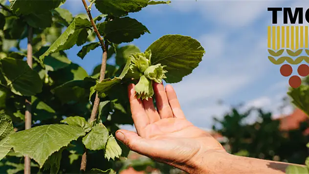 TMO'dan Fındık Üreticisine Müjde: 2025-2026 Sezonu Alım Fiyatları Açıklandı