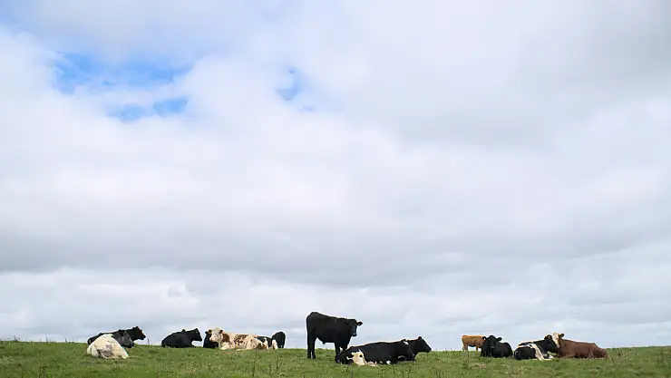 Hayvan Yetiştiricileri Dikkat: Destek Ödemelerinde Büyük Artış!