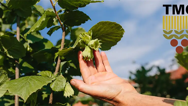 TMO'dan Fındık Üreticisine Müjde: 2025-2026 Sezonu Alım Fiyatları Açıklandı